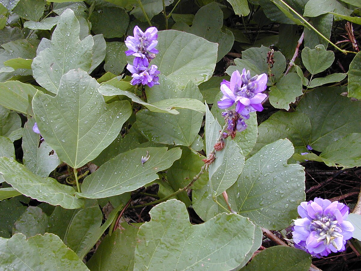 Pueraria montana